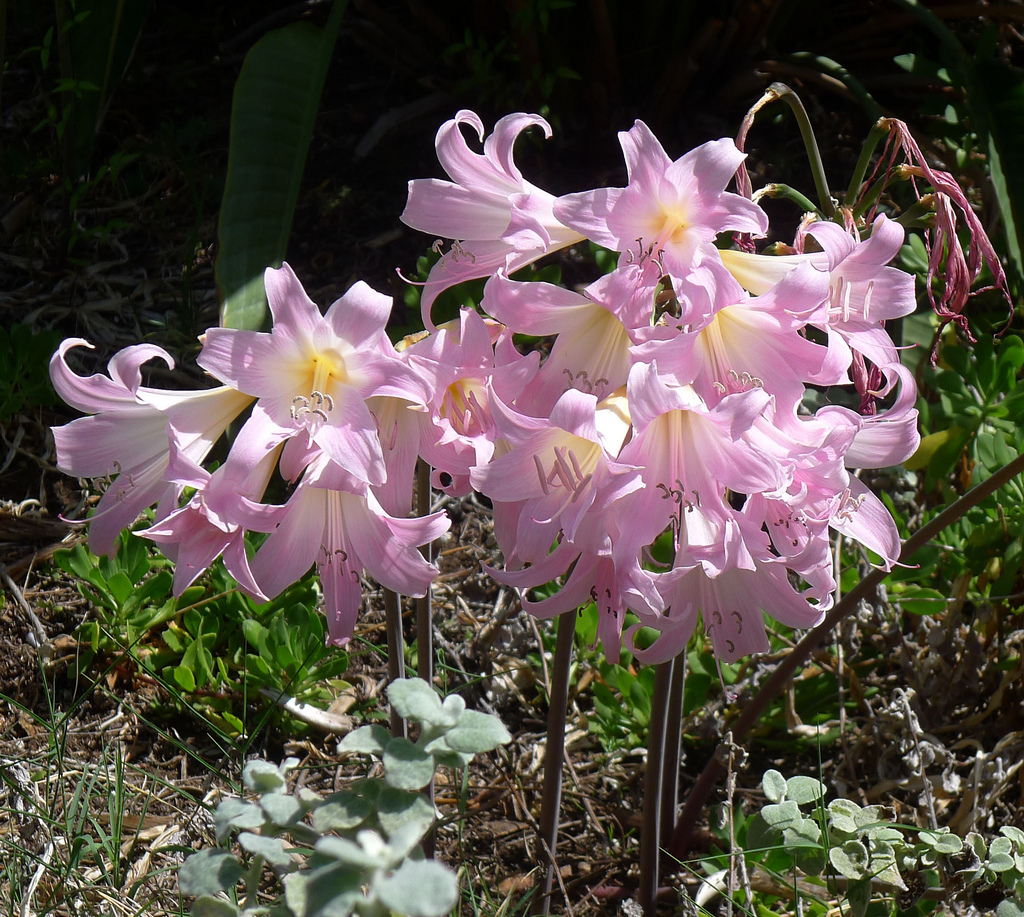 Представитель Семейства Amaryllidaceae